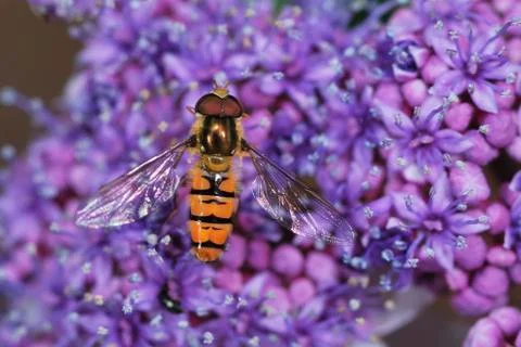 Hover Fly Stock Photos