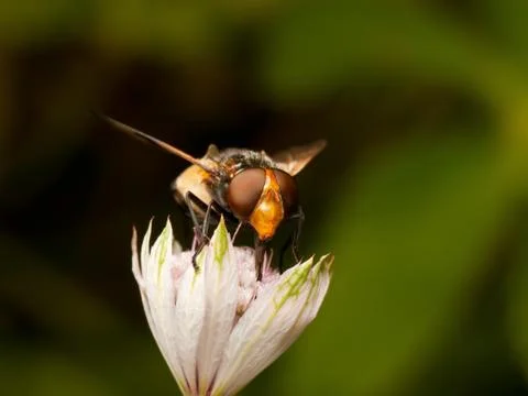 Hover fly Stock Photos