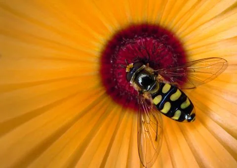 Hover Fly Stock Photos