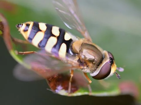 Hover Fly Stock Photos