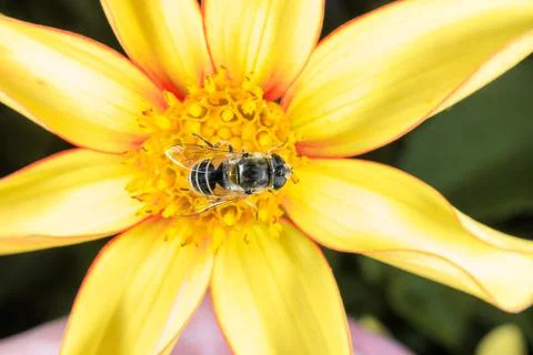 Hover Fly Foto stock
