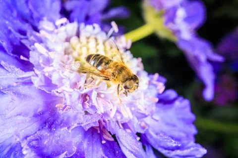 Hover Fly Stock Photos