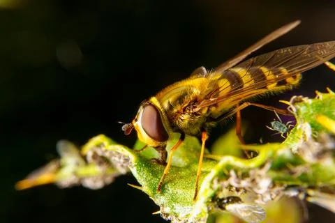 Hover Fly Foto stock