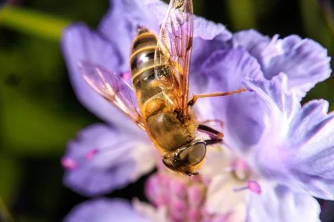 Hover Fly Stock Photos