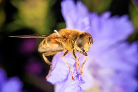 Hover Fly Stock-Fotos