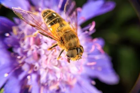 Hover Fly Foto stock