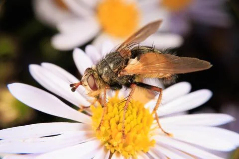 Hover Fly Stock Photos