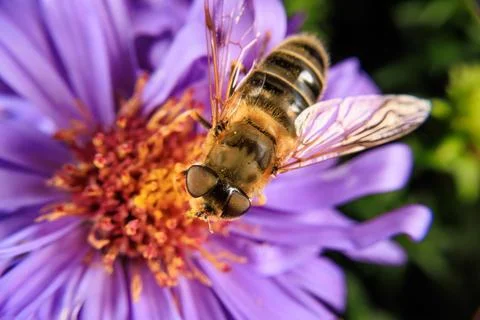 Hover Fly 스톡 사진