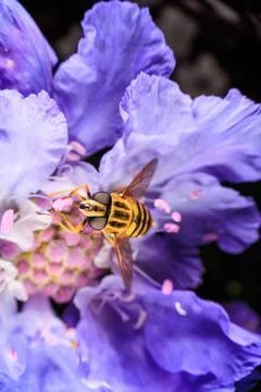 Hover Fly Foto stock