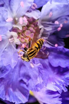 Hover Fly Stock Photos