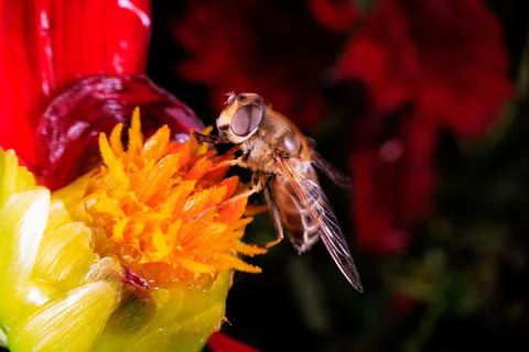 Hover Fly Stock Photos
