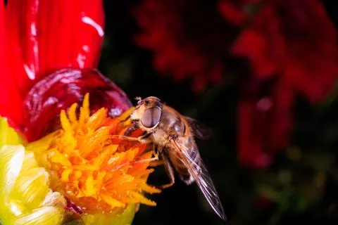 Hover Fly Stock Photos