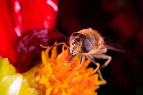 Hover Fly Foto stock