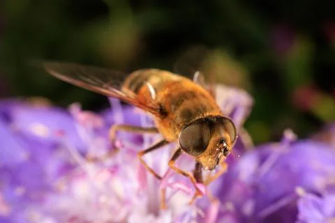 Hover Fly Stock Photos