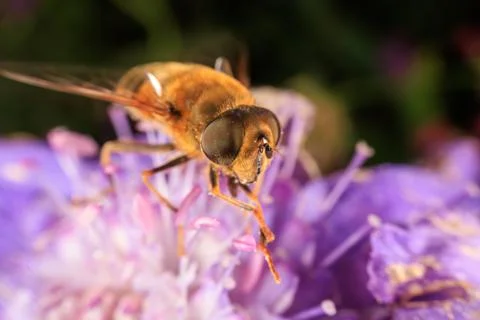 Hover Fly Stock Photos