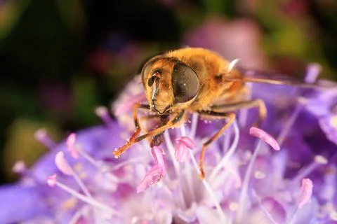 Hover Fly Stock Photos