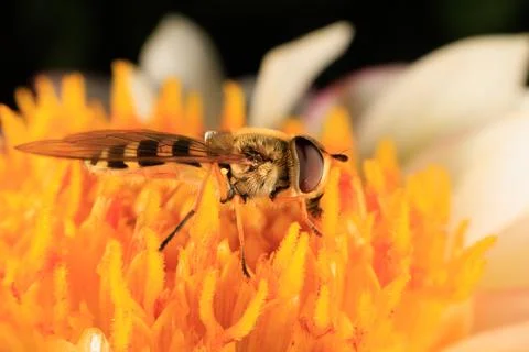 Hover Fly Foto stock