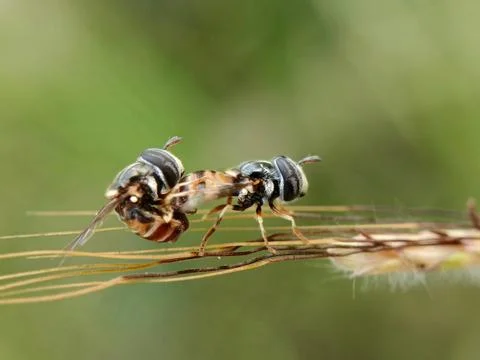 Hover fly Stock Photos