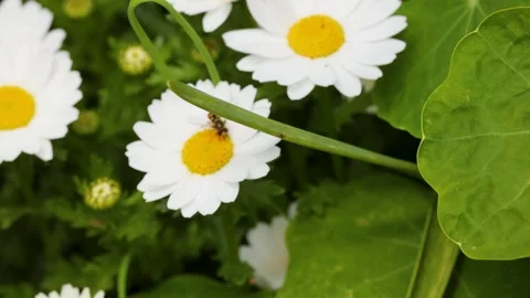 Hover Fly Pollinating White Daisy Flowers in Tokyo Garden Stock Footage 342235943