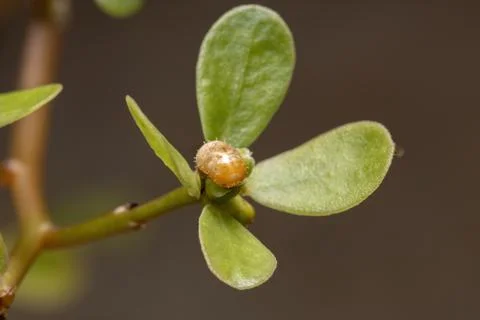 Hover Fly Pupa Foto stock