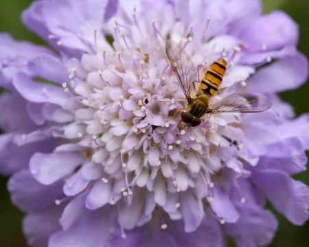 Hover Fly on Scabiosa Stock Photos