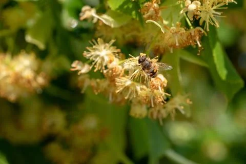Hover fly sitting linden Stock Photos