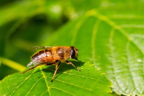 Hover fly sitting linden Stock Photos