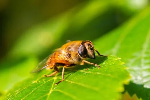 Hover fly sitting linden Stock Photos
