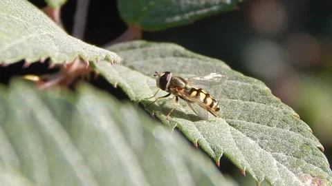 The hover fly stands on a leaf and cleans its hind legs Stock Footage 139632279
