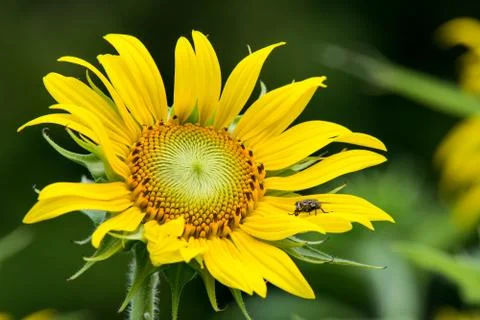 Hover fly on sunflower Stock Photos