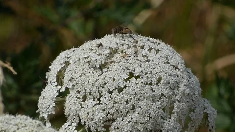 Hover fly on white flower 00039 Video stock 91872985