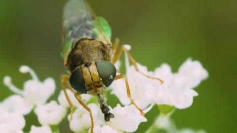 Hover fly on a white flower Stock Footage 91935675