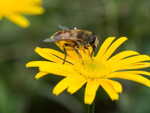 Hover fly on a yellow flower Stock Photos