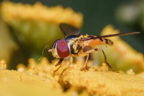 Hover Fly on Yellow Tansy Macro Nature Stock Photos