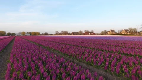 Hover over Dutch purple flower field with blue sky shot by drone 動画素材 128385874