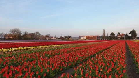 Hover over Dutch tulip field shot by drone 動画素材 128385928