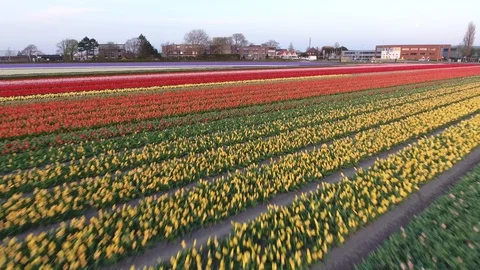 Hover over Dutch tulip field shot by drone 動画素材 128386011