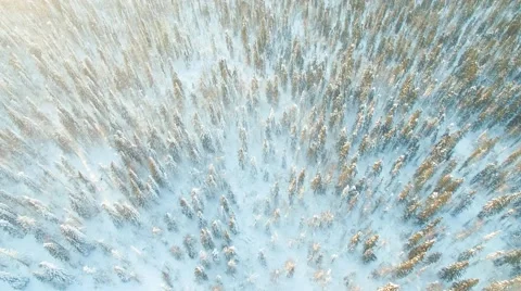 Hover over the endless snowy forest 스톡 동영상 59608498