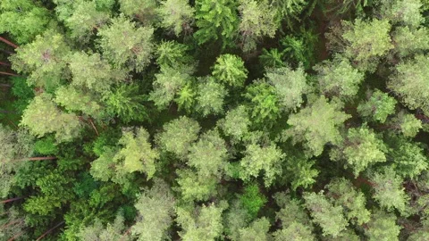Hover over green pine forest, 4k video Stock Footage 132606457