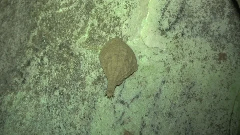 Hover wasp nest, Malaysia Stock-Footage 314842136