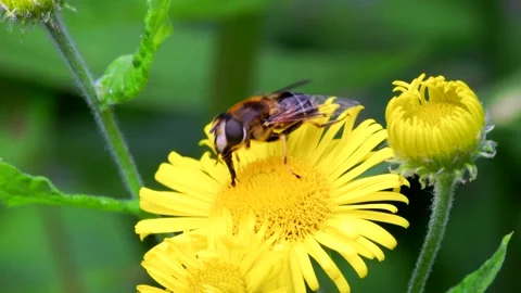 Hoverflies - Drone Fly, Eristalis nemorum on the flowers Видео 159461837