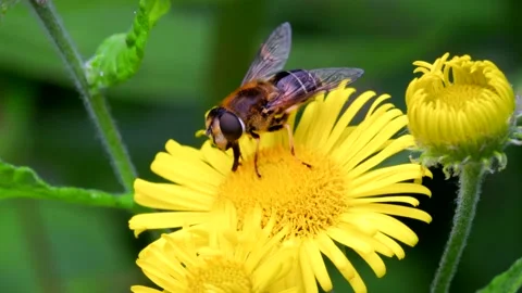 Hoverflies - Drone Fly, Eristalis nemorum on the flowers Stock-Footage 159462348
