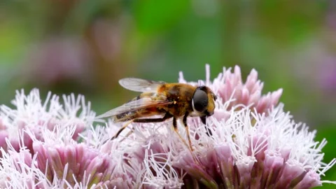 Hoverflies - Drone Fly, Eristalis nemorum on the flowers 動画素材 159494600