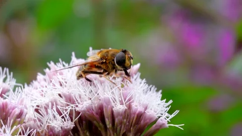 Hoverflies - Drone Fly, Eristalis nemorum on the flowers 스톡 동영상 159494991