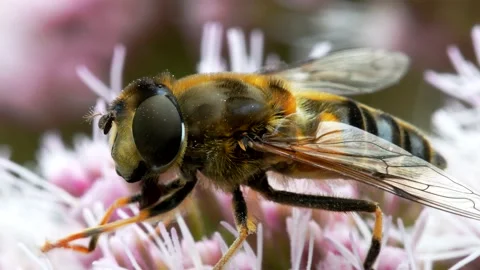 Hoverflies - Drone Fly, Eristalis nemorum on the flowers 動画素材 159495564