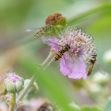 Hoverflies exploring wildflowers Stock Photos