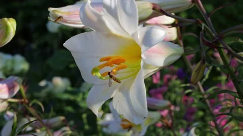 Hoverflies feast on sweet nectar on a delicate white lily flower. Stock Footage 161977729