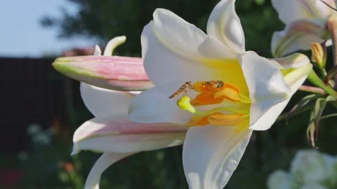 Hoverflies feast on sweet nectar on a delicate white lily flower. Stock Footage 163239246