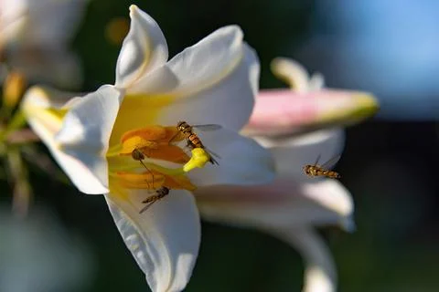Hoverflies feast on sweet nectar on a delicate white lily flower Stock Photos