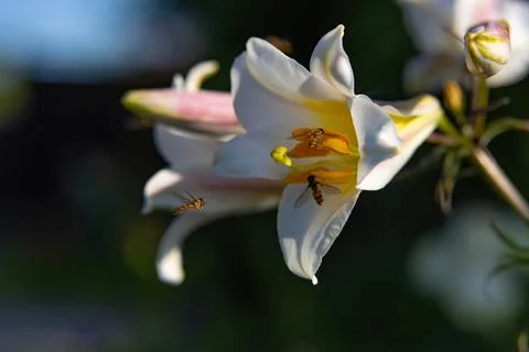 Hoverflies feast on sweet nectar on a delicate white lily flower Stock Photos
